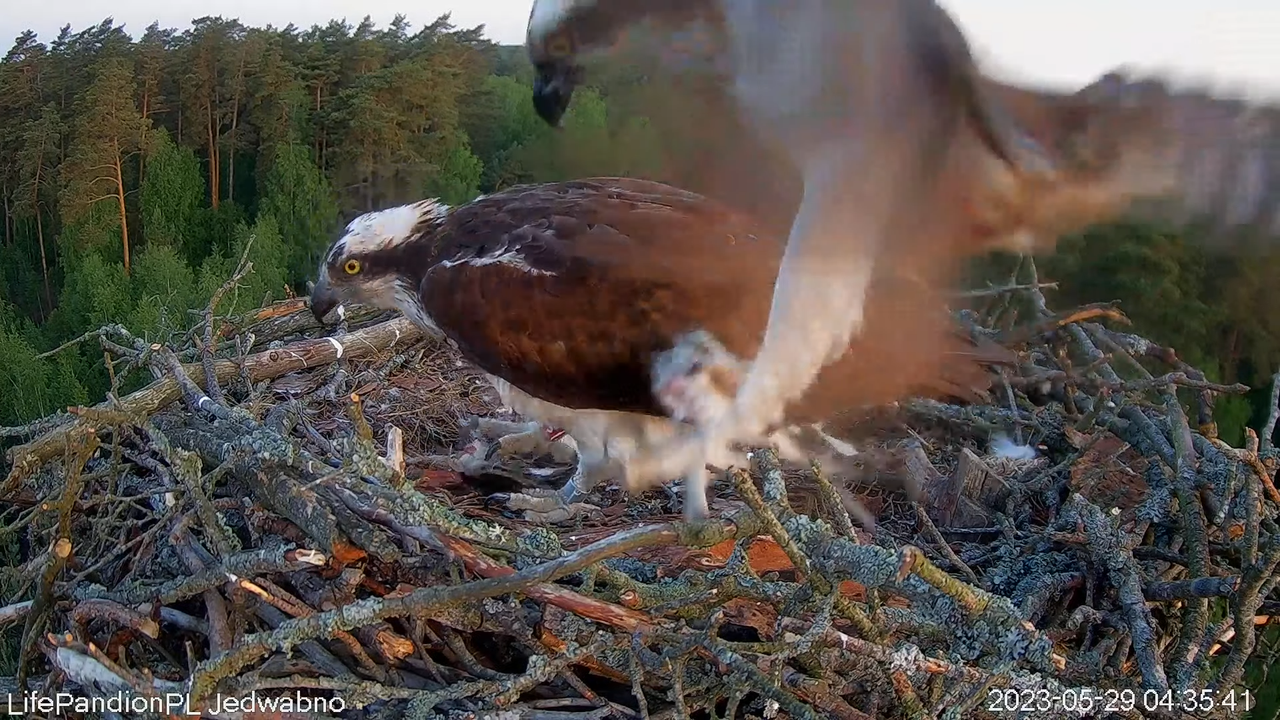 Rybołowy Online Puszcza Napiwodzko-Ramucka _ Ospreys Online in Napiwodzko-Ramucka Forest 10-4-15 scr
