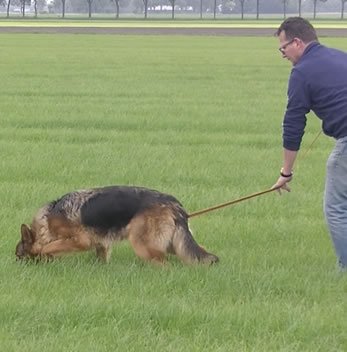 hond-speuren-aanleren.jpg