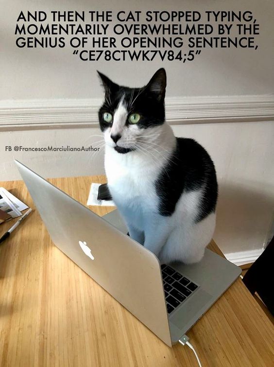 Cat Humor #7