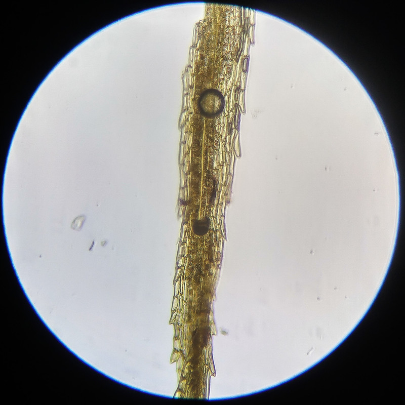 IMG 20250614 112556 HDR