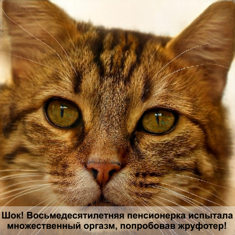 фотографии диких кошек