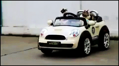 Funny-Cat-GIF-2-funny-kittens-taking-a-ride-in-their-new-car-searching-for-young-pretty-kitties.gif