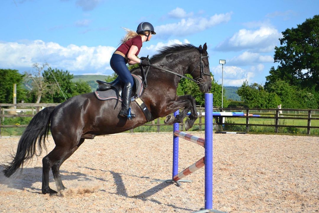EQUINE45Navy breggings