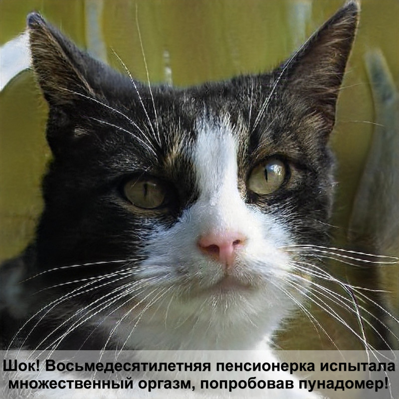 бирманская кошка шоколадного окраса