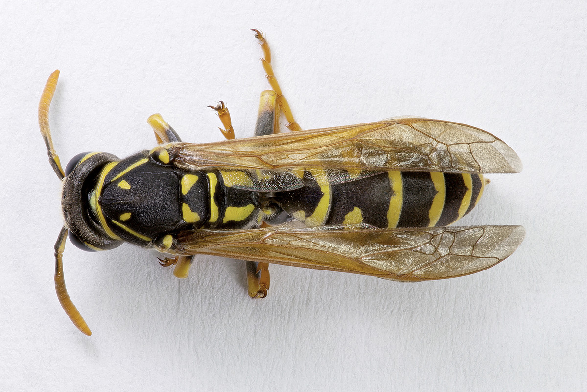 guepe_dessus2000pxbr