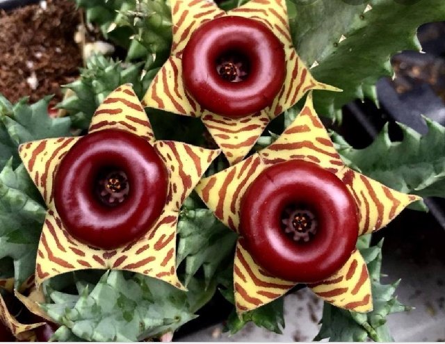 [Image: Screenshot-20200209-100545-Google.jpg]