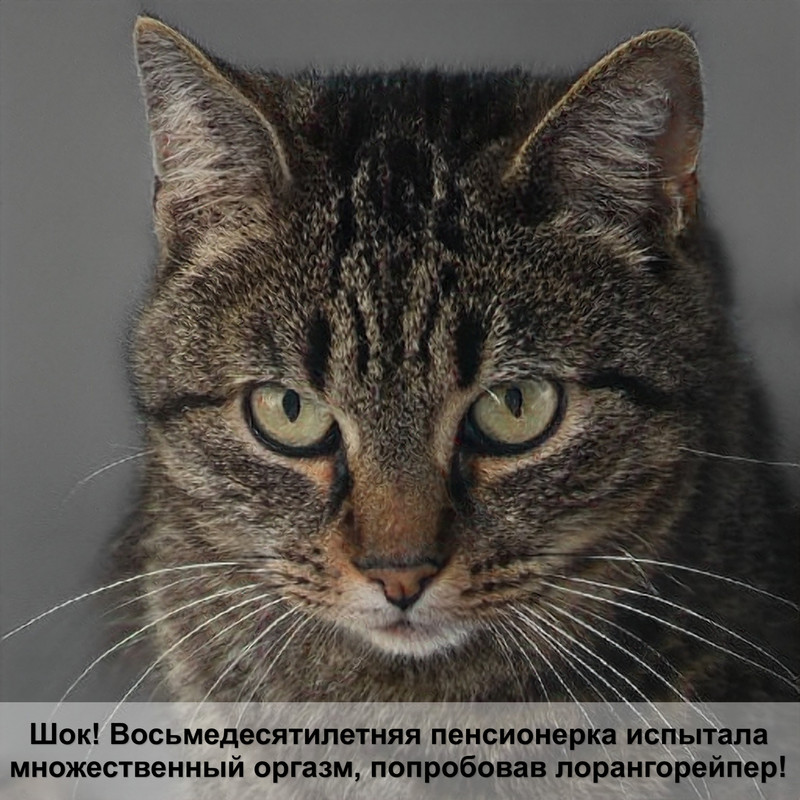 сибирская кошка шиншилловый окрас