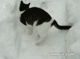 https://i.postimg.cc/3RvdyNFF/cat-loves-snow.gif