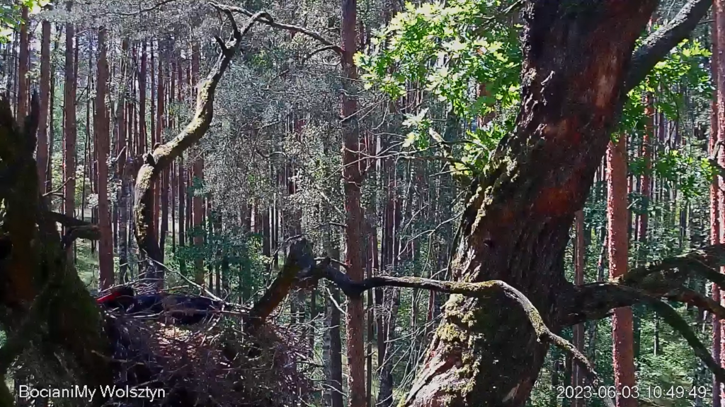 Zrzut ekranu (16607)