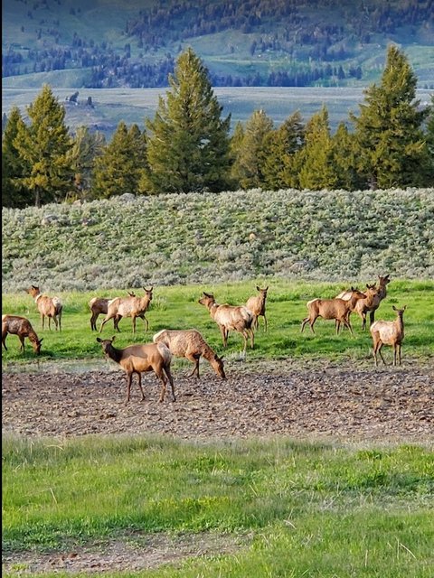 [Image: WYYellowstoneDEers202306.jpg]