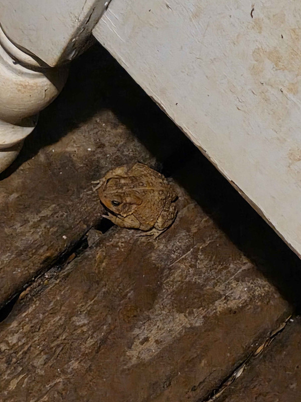 FROGGGGGGGG