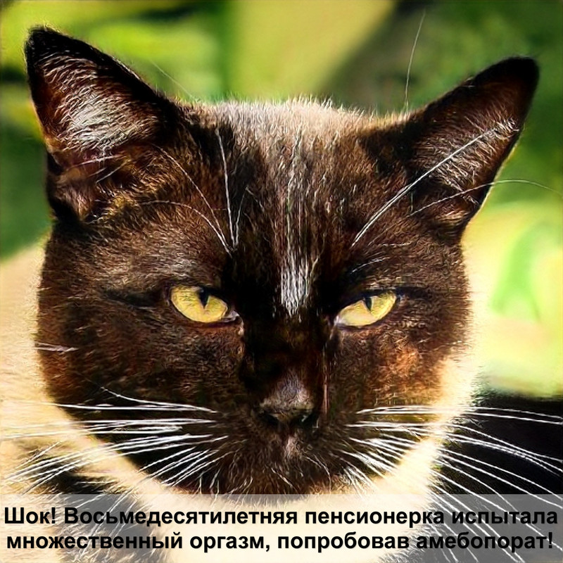 кошка чихает