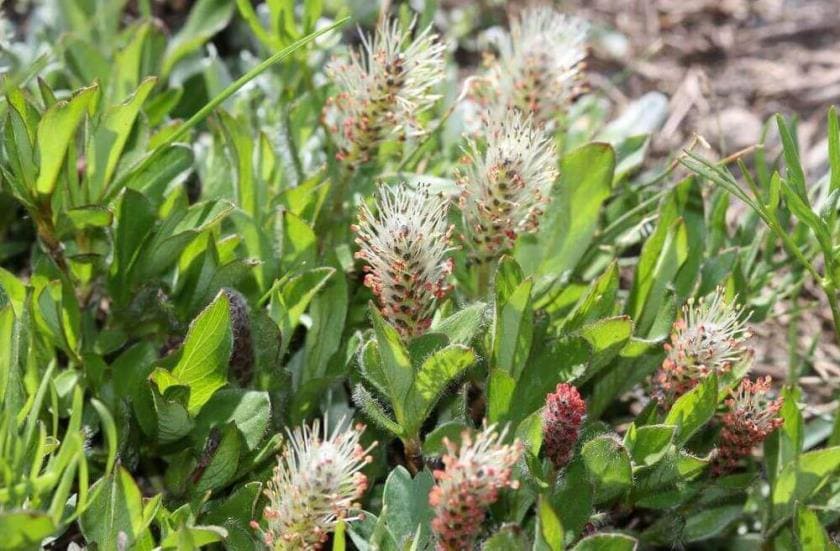 Самое северное дерево - факты об иве арктической Самое северное дерево - факты об иве арктической