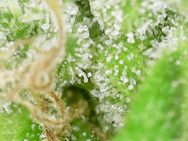 Snapshot@2021_1101_162912