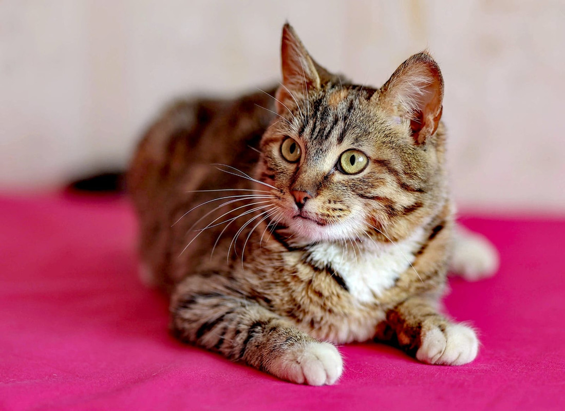 Изображение WhatsApp 2024-08-05 в 12.23.41_98ed9401