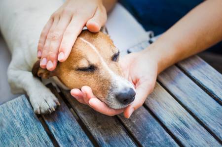 The Pleasure of Handling Dogs