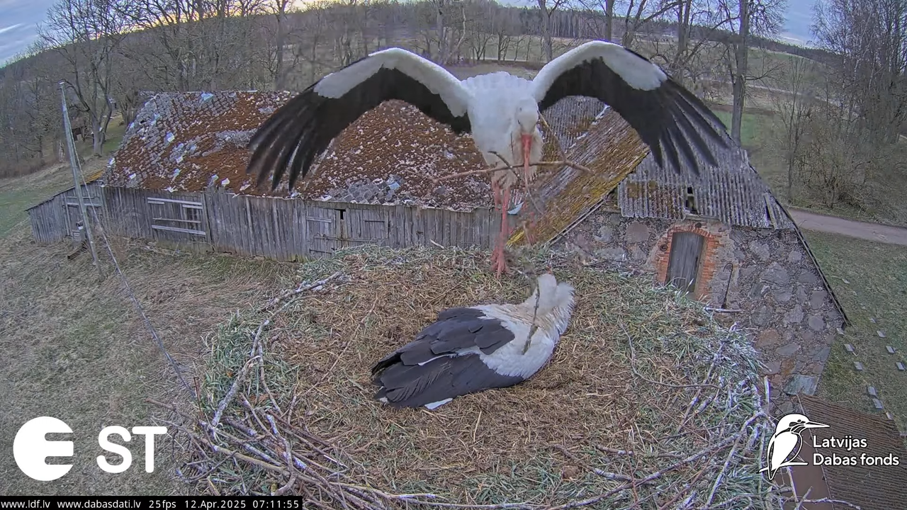 (3) Baltie stārķi (Ciconia ciconia) Tukuma novadā __ White storks in Tukums, Latvia - YouTube - 805_