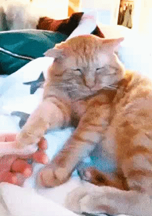 97.gif