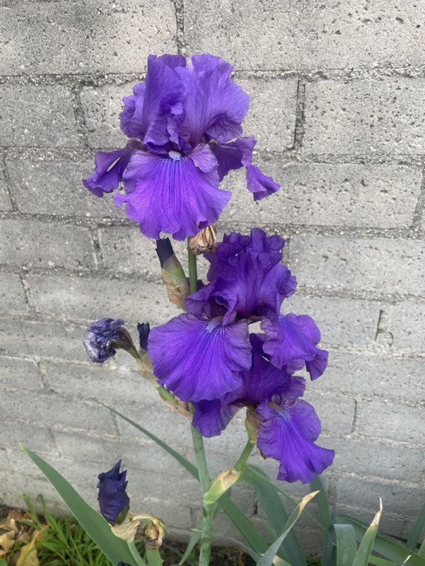 6783DA7F-0B9C-4B4E-8506-C2FB2D069C5E_1_105_c