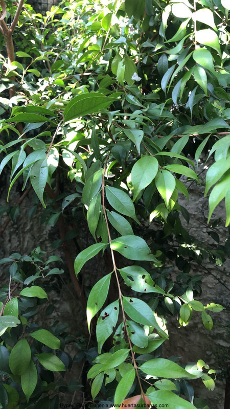 Huertasurbanas_com-hyper_rare_Eugenia2.jpeg-20220520_081935Hyper_Rare_Eugenia