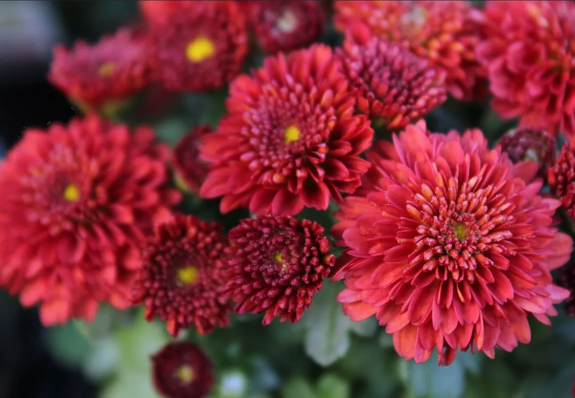 Estas son las plantas de invierno perfectas para el jardín en otoño