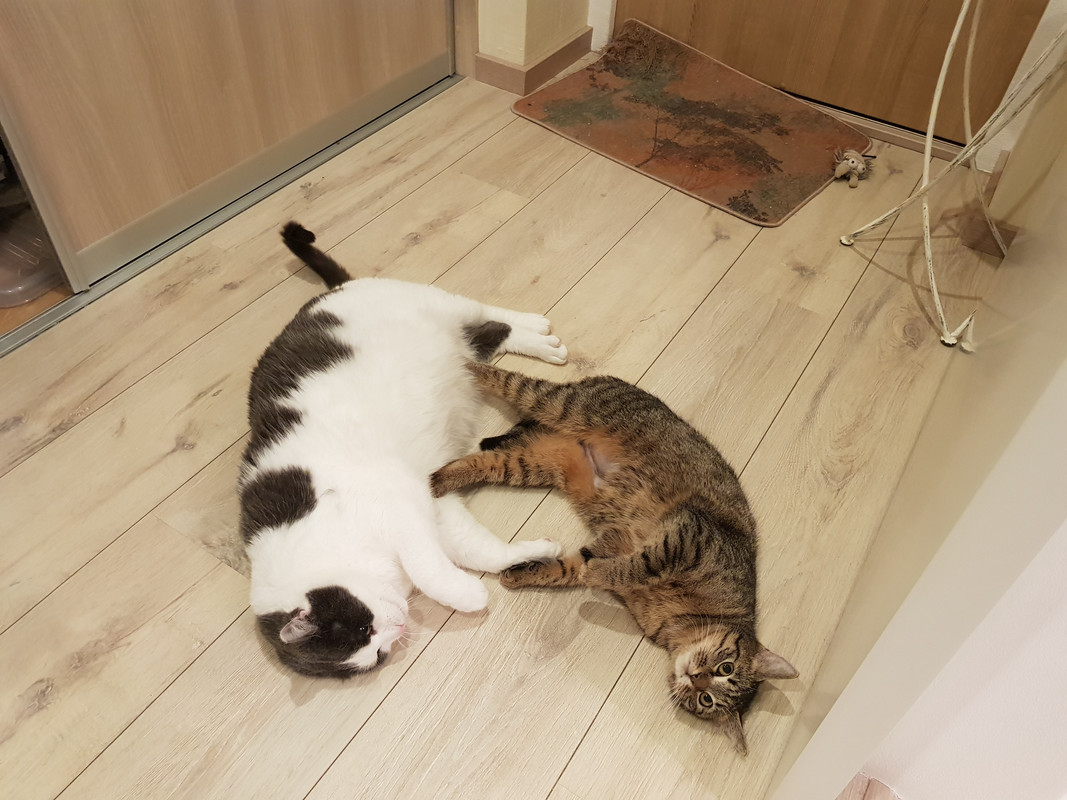 20190307-061555.jpg