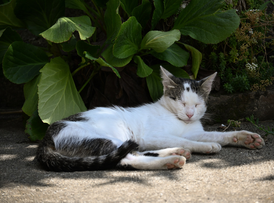 DSC-0031.jpg