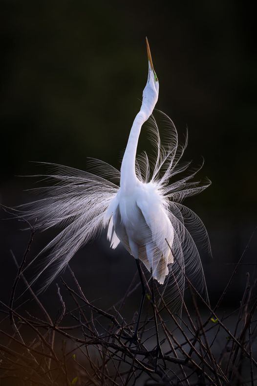 [Image: grande-aigrette-s-broue.jpg]