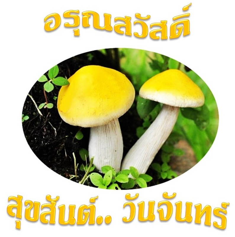 อรุณสวัสดิ์ วันจันทร์ 9