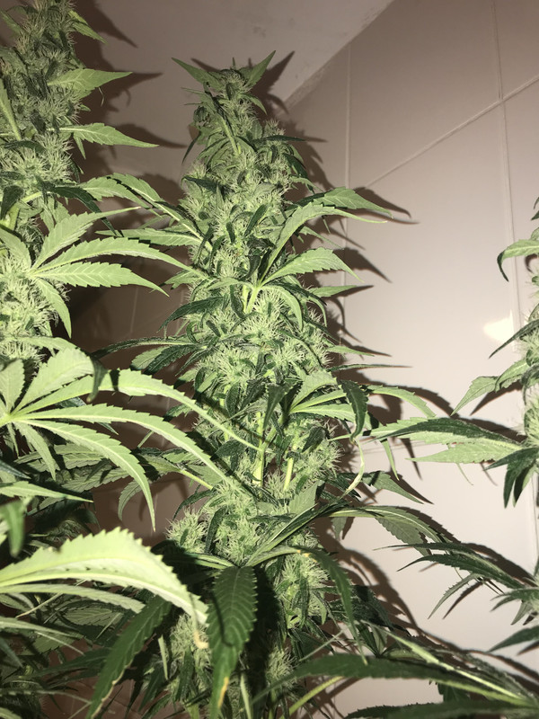 D2D9E3D9-F03E-45D3-89F9-2D83C6AD9A6E