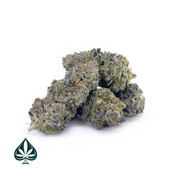 cannabis plants