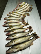 [Image: DEER-CREEK-WALLEYES-7-12-19.jpg]