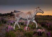 E2DDA982-1BD8-41BA-9FEF-6CA378E2A20F