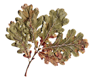 BC-ATaste-Of-Winter-El-41
