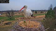 26032026bociany 11