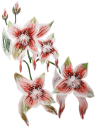 Blossom-Elements-96