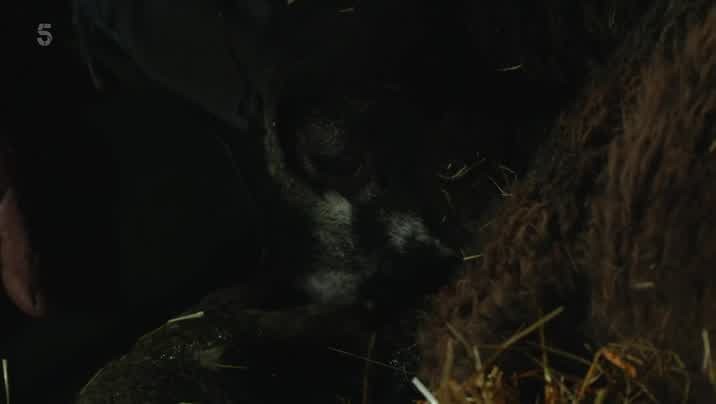 [Image: rfgw91gza32c.jpg]