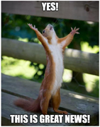 squirrel-03