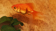 Santé jeunes poissons rouges d'animalerie Fantail-Small