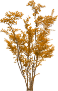 TADD_elements_Shimmer_Fall_56