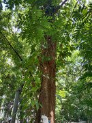 Arroceros-Forest-Park-Manila-Bagras20260715-141841
