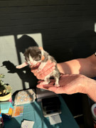 Afbeelding van WhatsApp op 2024-06-24 om 20.37.53_7e5c10aa