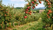 Bosquejo Bíblico sobre Los Frutos de Confiar en Dios