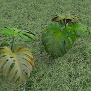 [Image: Micheus-Plants-SPPMSpots.png]