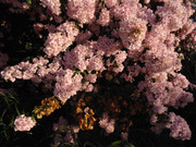 59.3.that one pink tree at the skate park III