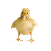0-1c1a1c-f2755561-orig