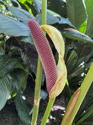 IMG-6430