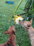 smell.the.dragonfruit