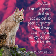 bobcatz-2