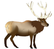 male_elk